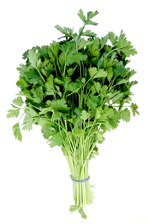 Петрушка Petroselinum