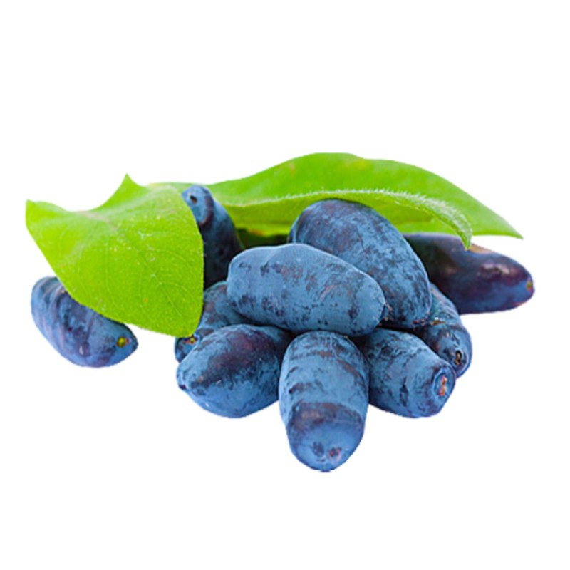 Жимолость съедобная