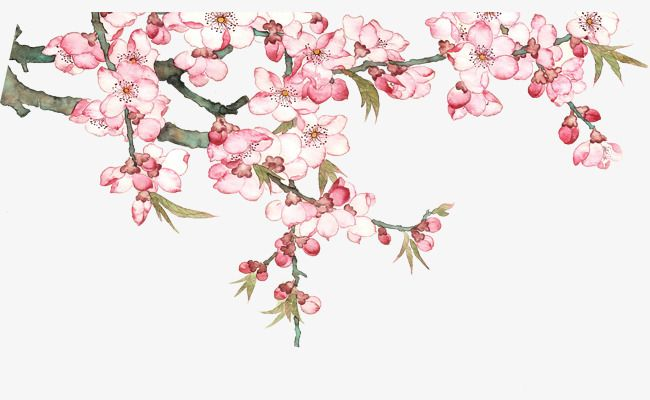 Черри блоссом Gyu