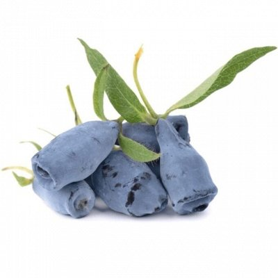 Жимолость съедобная Берель