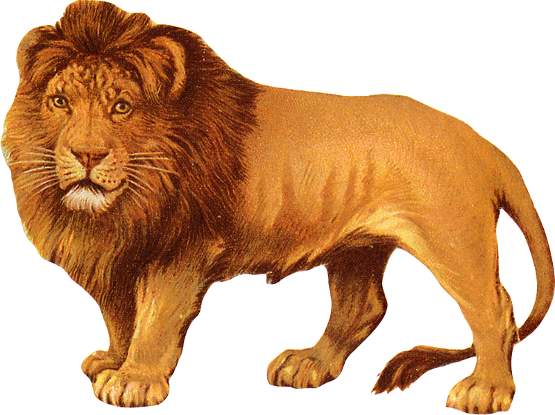 Животные на прозрачном фоне