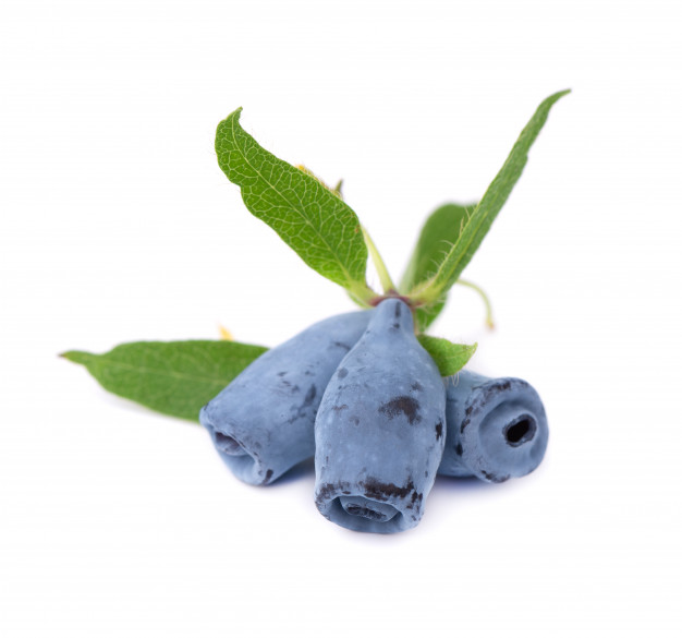 Жимолость ягоды на белом фоне