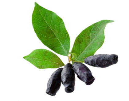 Жимолость картинки