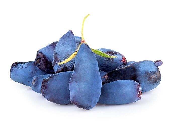 Жимолость фрукт