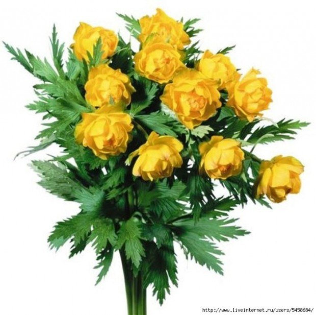 Купальница Сибирская