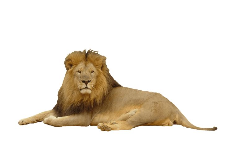 Лев на прозрачном фоне