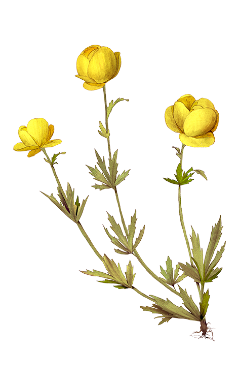 Купальница европейская Лютиковые