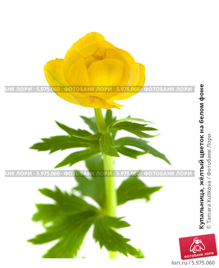 Италмас цветок Удмуртии рисунок