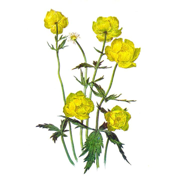 Купальница Италмас