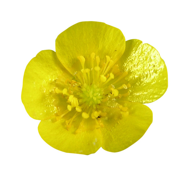 Лютик для детей