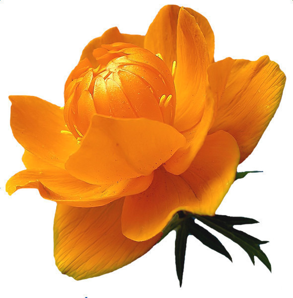 Цветы на белом фоне