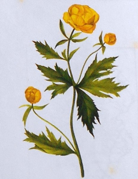 Италмас купальница европейская