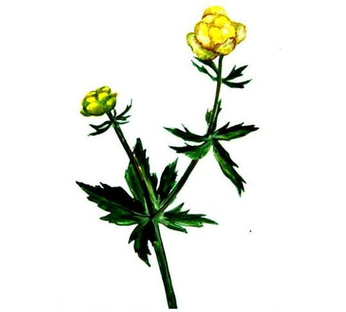 Цветок Италмас символ Удмуртии