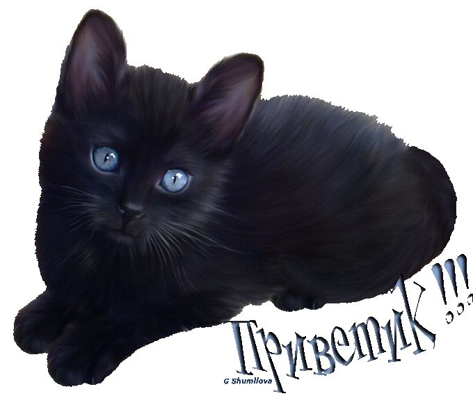 Черный кот на прозрачном фоне