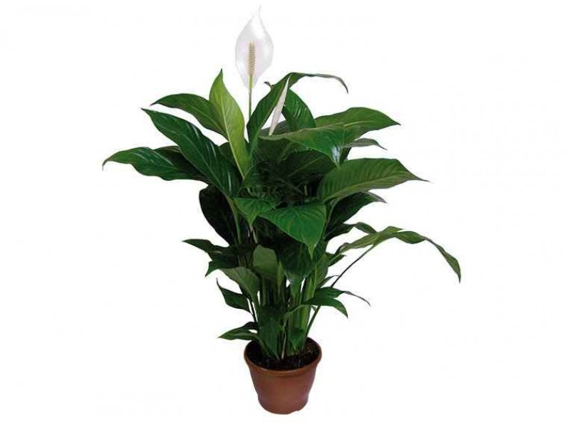 Spathiphyllum wallisii растение