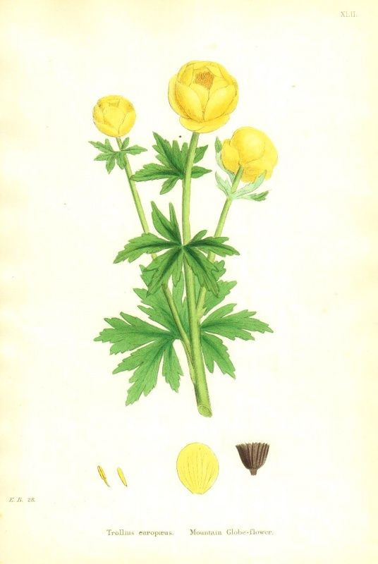 Купальница Ботаническая иллюстрация