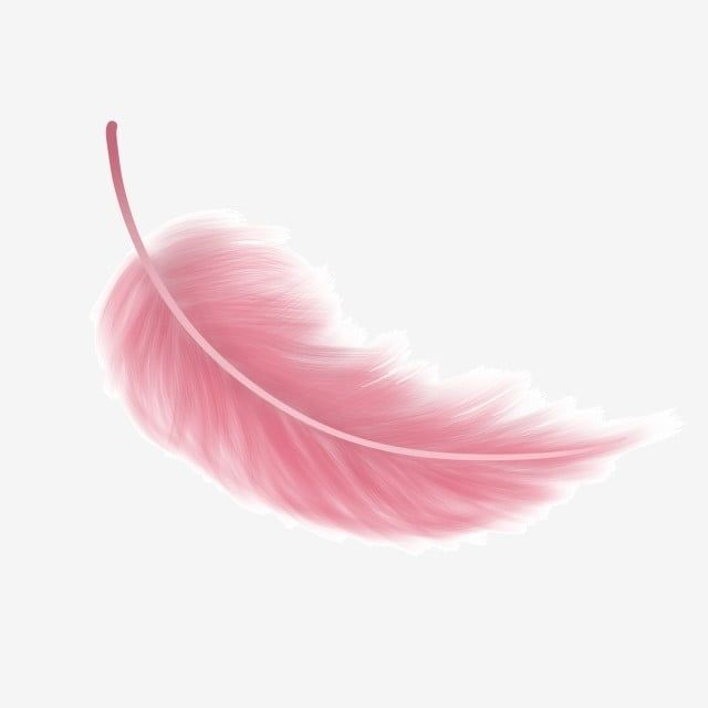 Перышко на белом фоне