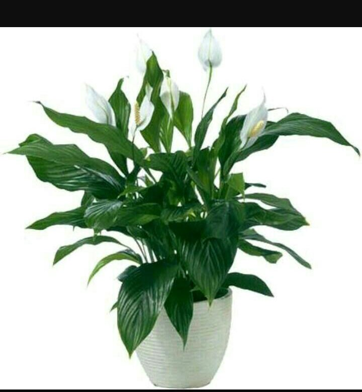 Спатифиллум Уоллиса (Spathiphyllum wallisii)