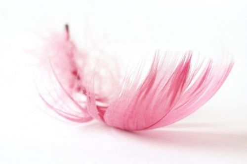 Розовые перья