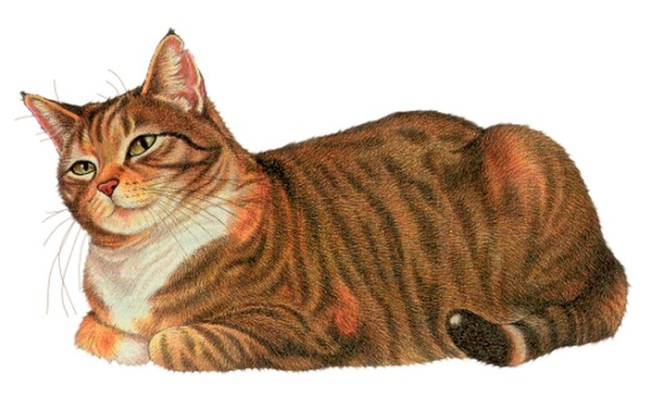 Кошка рисунок