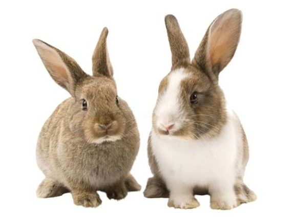 Кролик на прозрачном фоне