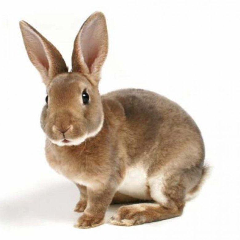 Кролик для детей