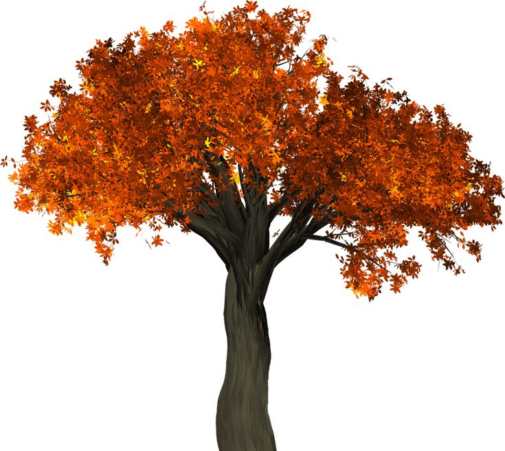 Ветка осеннего дерева