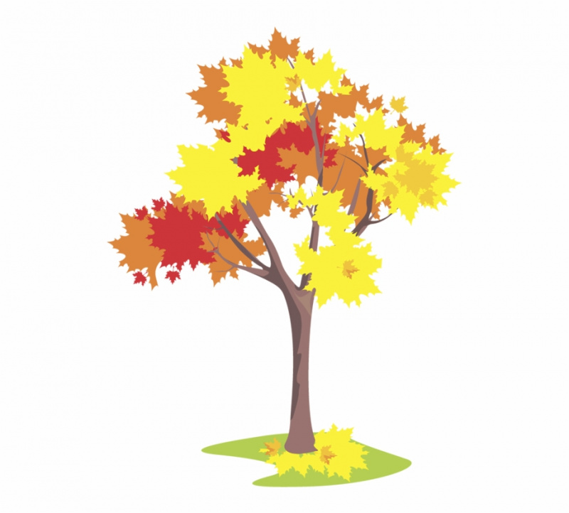 Осеннее дерево клен