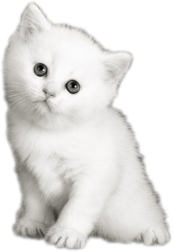 Котенок на прозрачном фоне