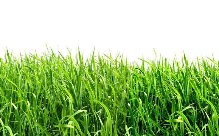 Трава газон