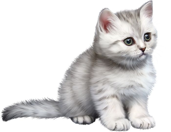 Кошечка на прозрачном фоне