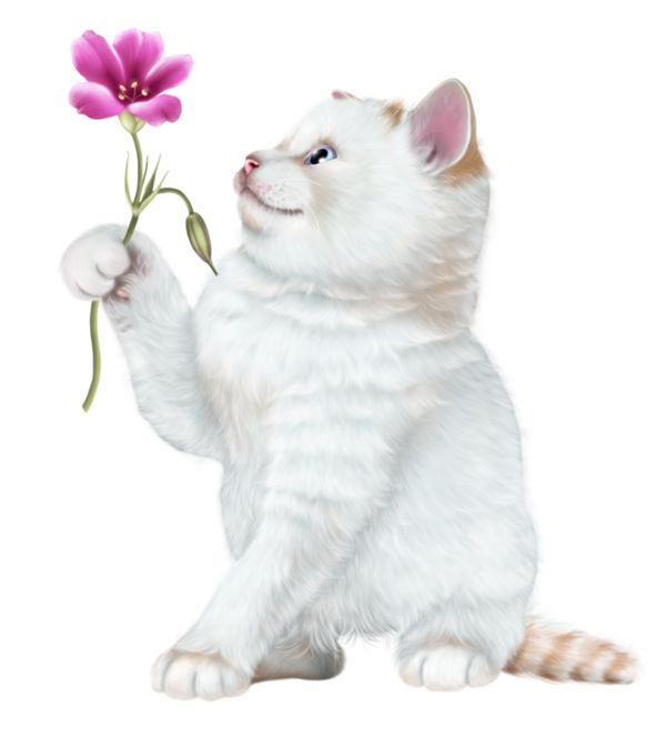 Кошка белая