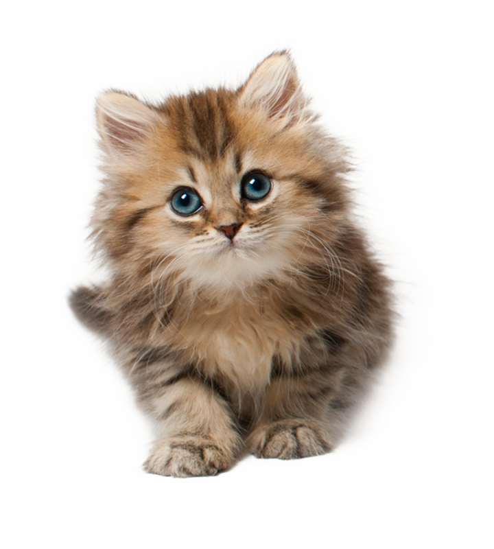 Котик на белом фоне