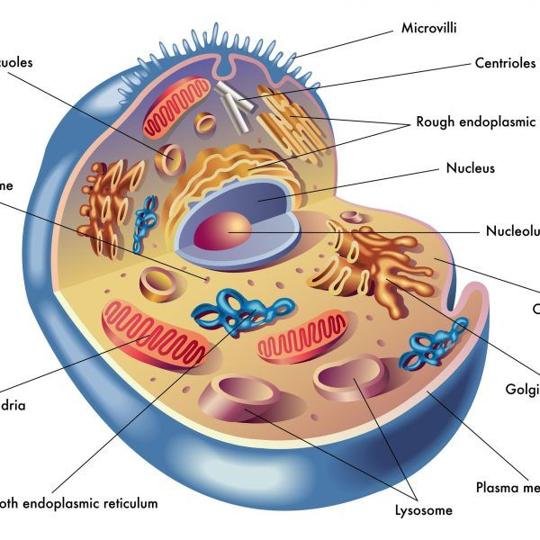 Эукариоты в живых клетках