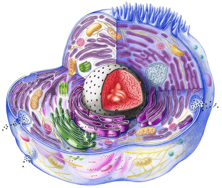 Биологическая клетка