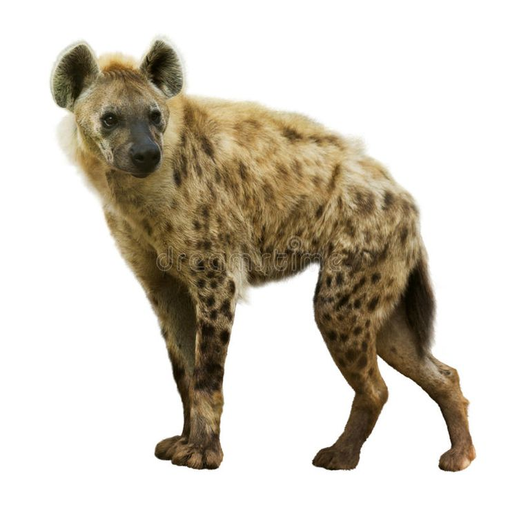 Гиена на прозрачном фоне