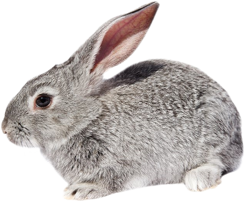 Заяц серый