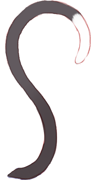 Кот с хвостом