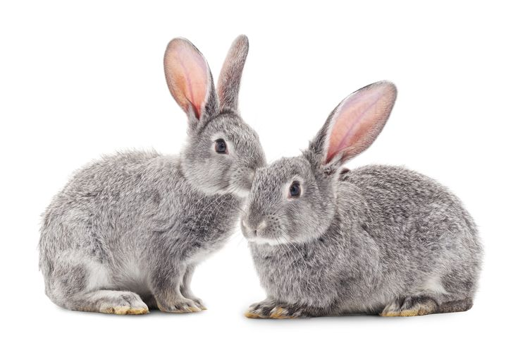 Заяц на прозрачном фоне