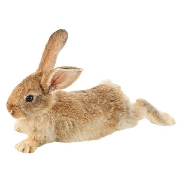 Кролик на прозрачном фоне