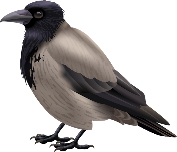 Ворона на белом фоне