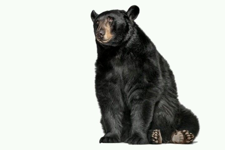 Медведь на прозрачном фоне