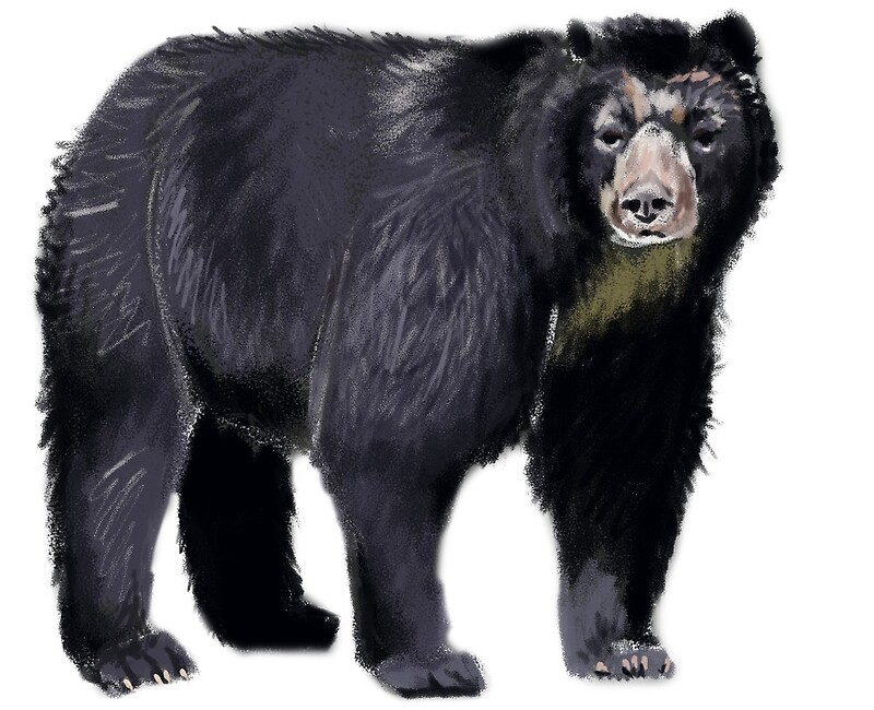 Очковый медведь Tremarctos ornatus