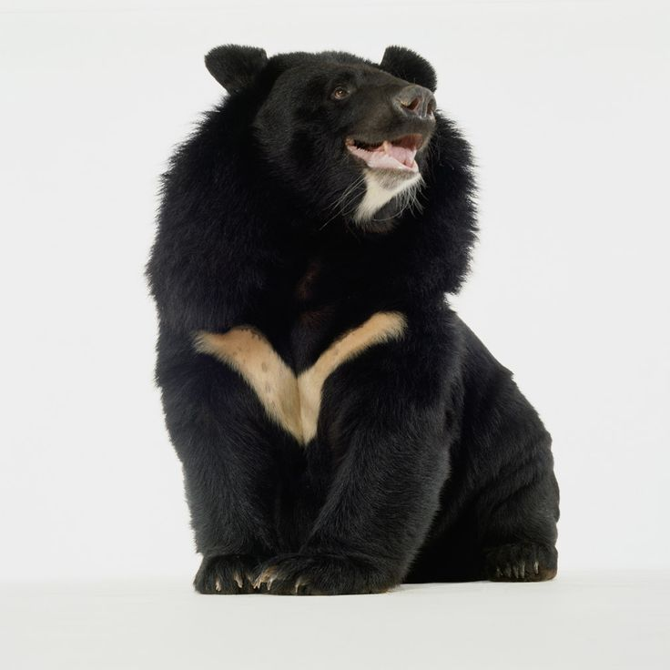 Уссурийский белогрудый медведь