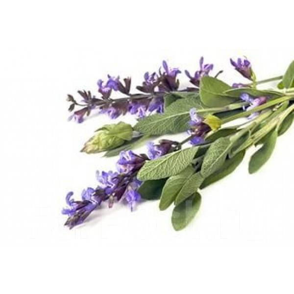 Чабрец и шалфей