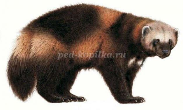 Росомаха животное