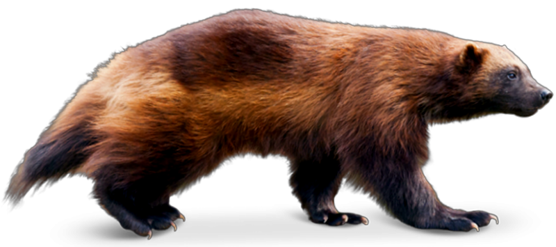 Дети Росомахи