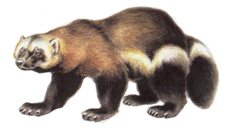 Росомаха картинка для детей