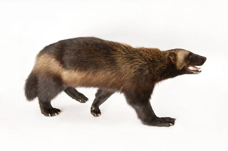 Росомаха Полярная