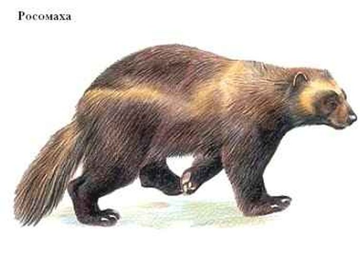 Росомаха на Кольском полуострове